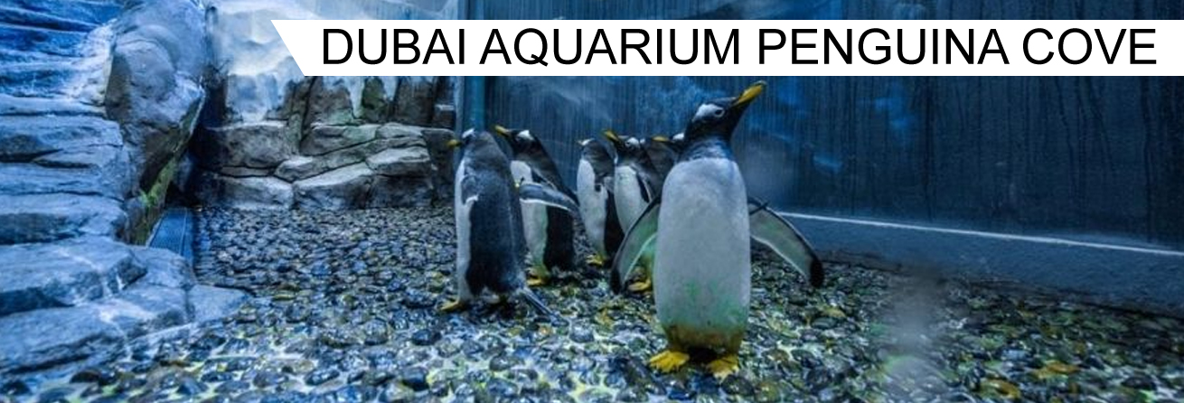 Dubai Aquarium & Penguin cove 